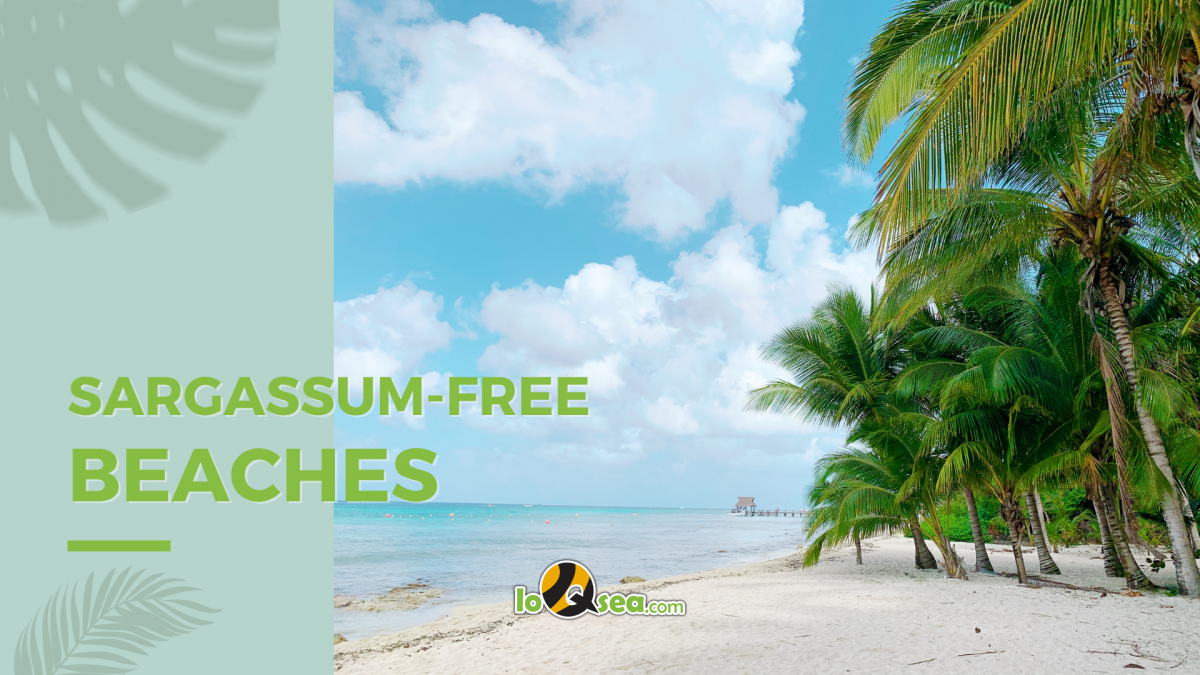 sargassum free beaches