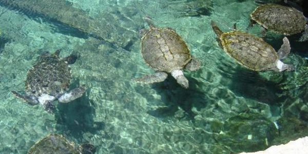 tortugas marinas